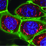 Microscopy image of cells